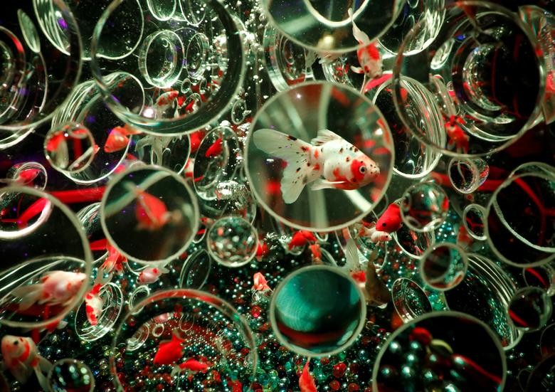 Goldfishes are seen inside a water tank equipped with lenses on the surface in an artwork titled "Reflecterium" at the Art Aquarium Museum 2020 exhibition, produced by the Japanese Art Aquarium artist Hidetomo Kimura, in Tokyo.  REUTERS/Issei Kato  